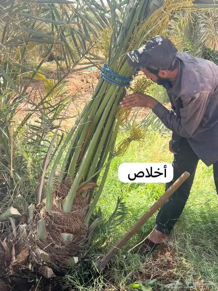 توفر نخيل باجميع انواعه ومقاسات المختلفه 4