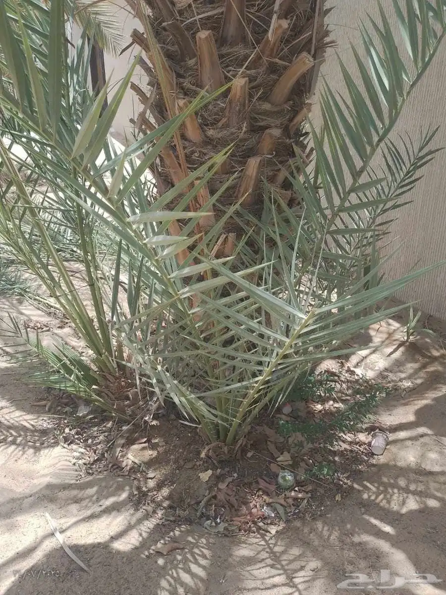 موجود عدد فسايل بياض نجران للبيع فسايل كفو 5