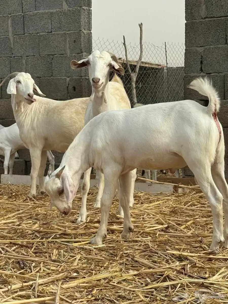 مشروع فحل تيس اصهف فاخر 0