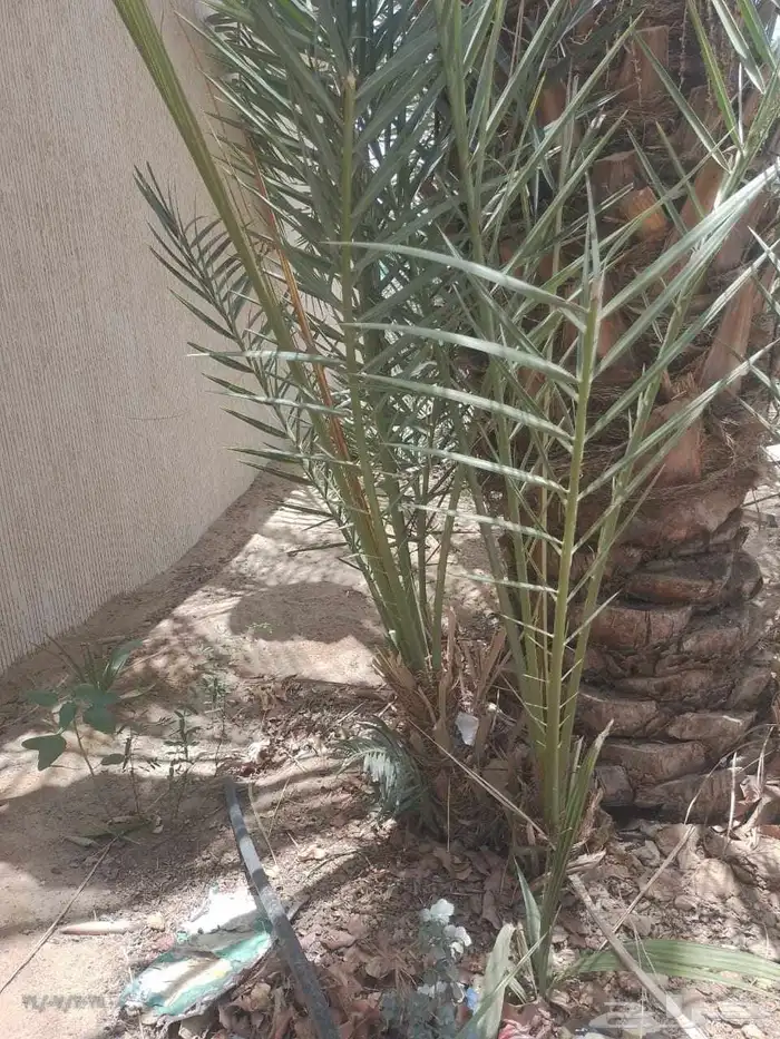 موجود عدد فسايل بياض نجران للبيع فسايل كفو 0