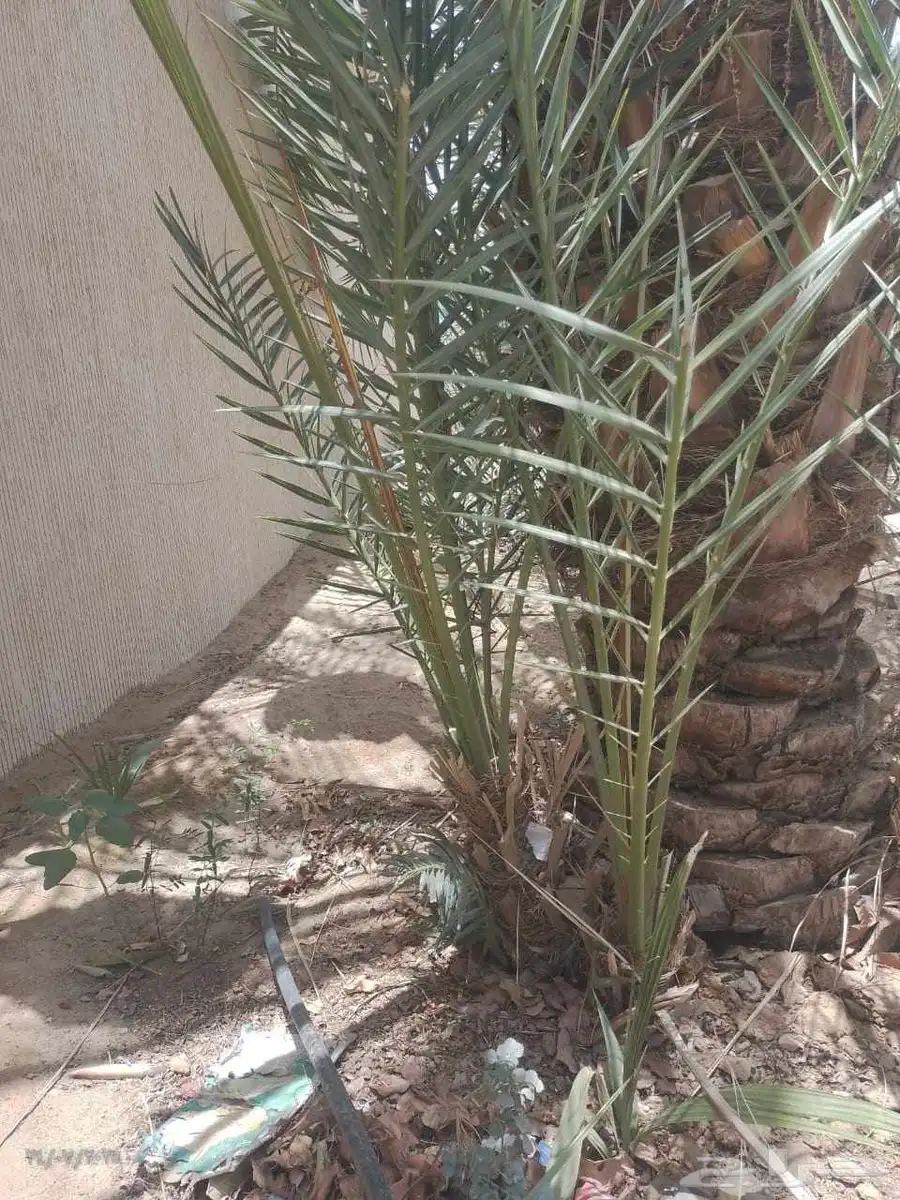 موجود عدد فسايل بياض نجران للبيع فسايل كفو 0