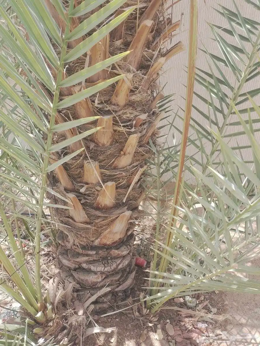 موجود عدد فسايل بياض نجران للبيع فسايل كفو 4