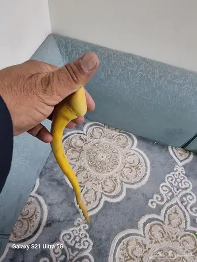 عصا شوحط مميزه جدا للبيع 4
