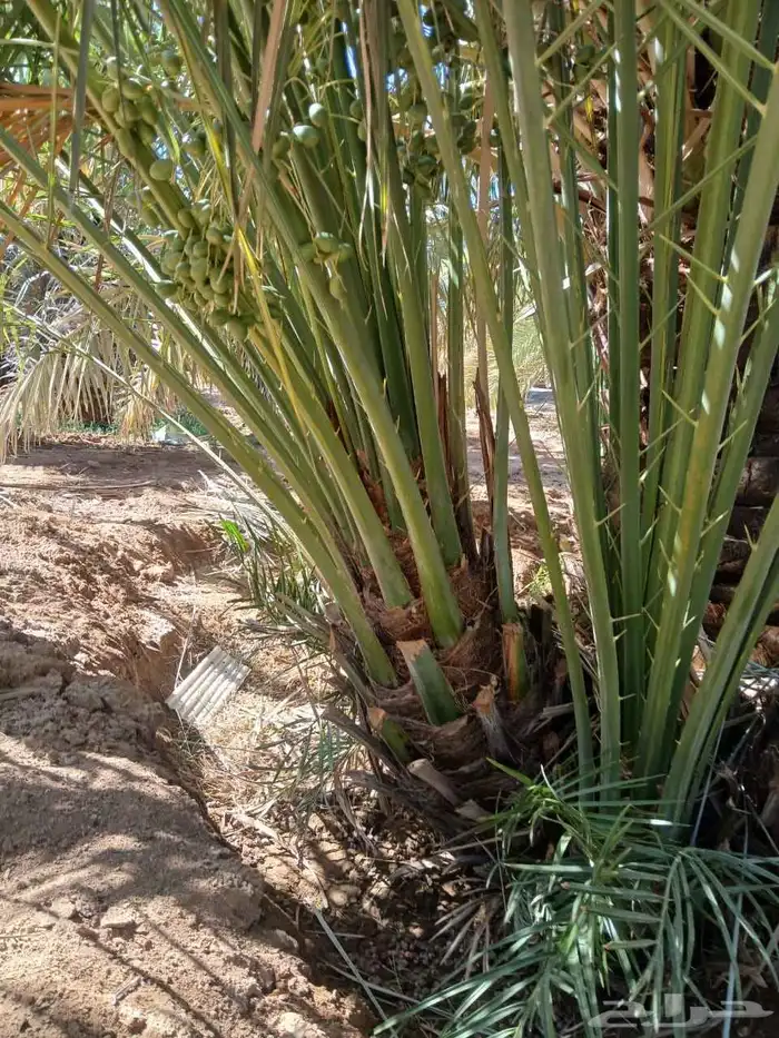 نخل صقعي للبيع مثمر و مجدول نخيل خلاص سكري 0