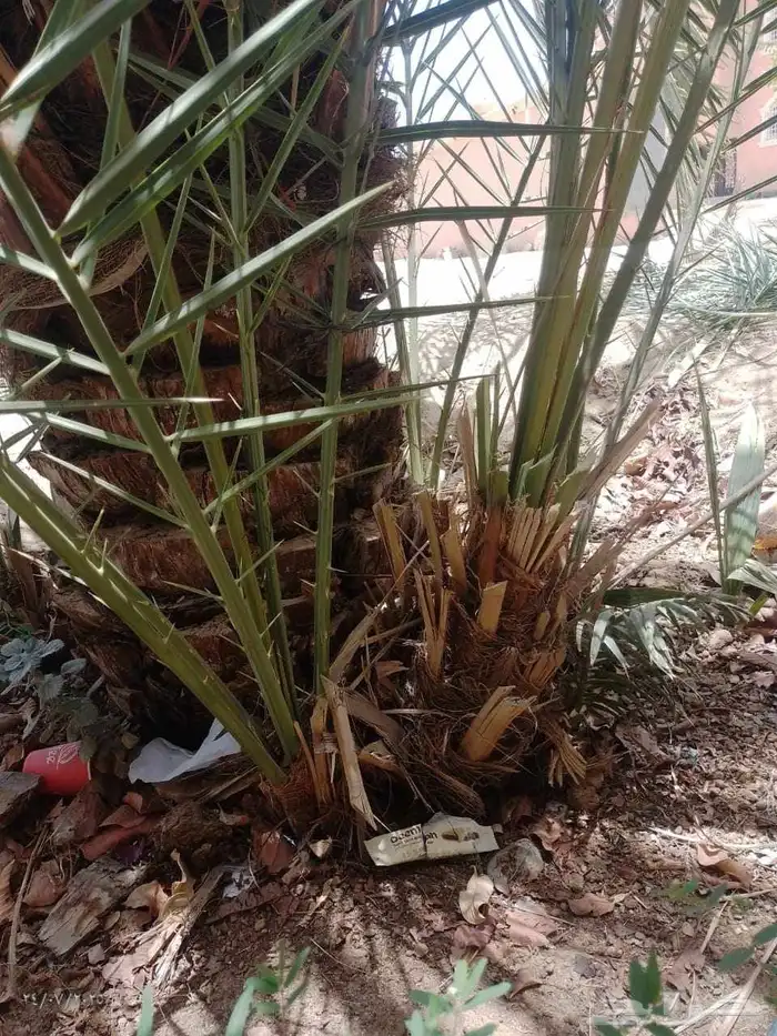 موجود عدد فسايل بياض نجران للبيع فسايل كفو 3