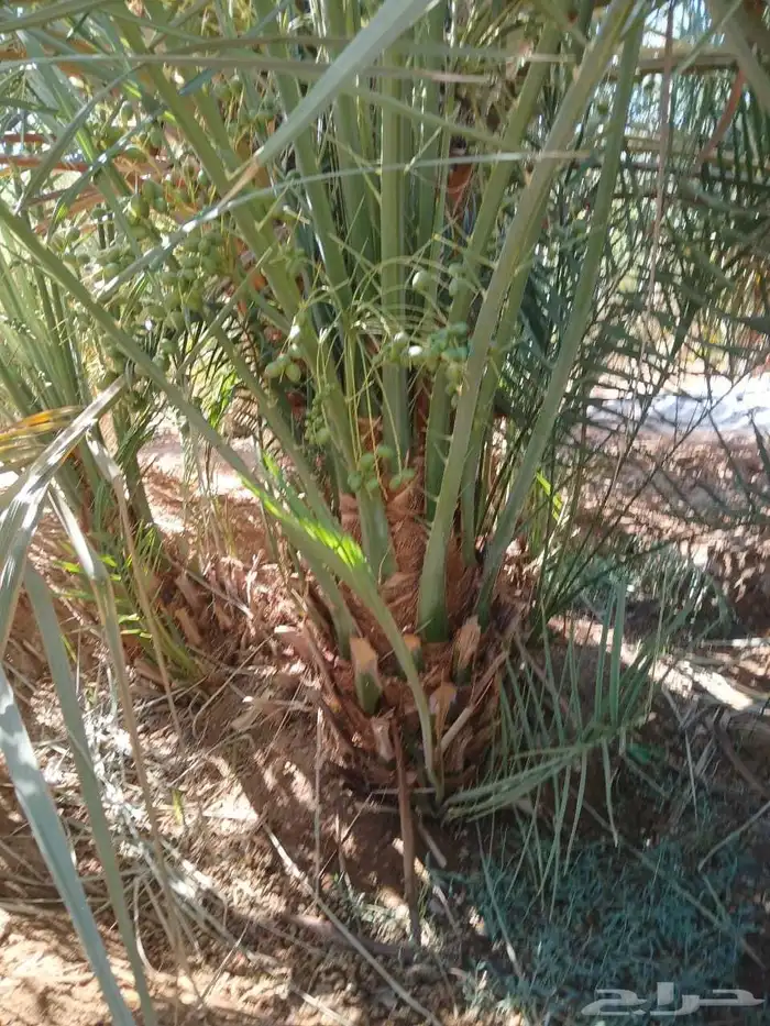 نخل صقعي للبيع مثمر و مجدول نخيل خلاص سكري 4