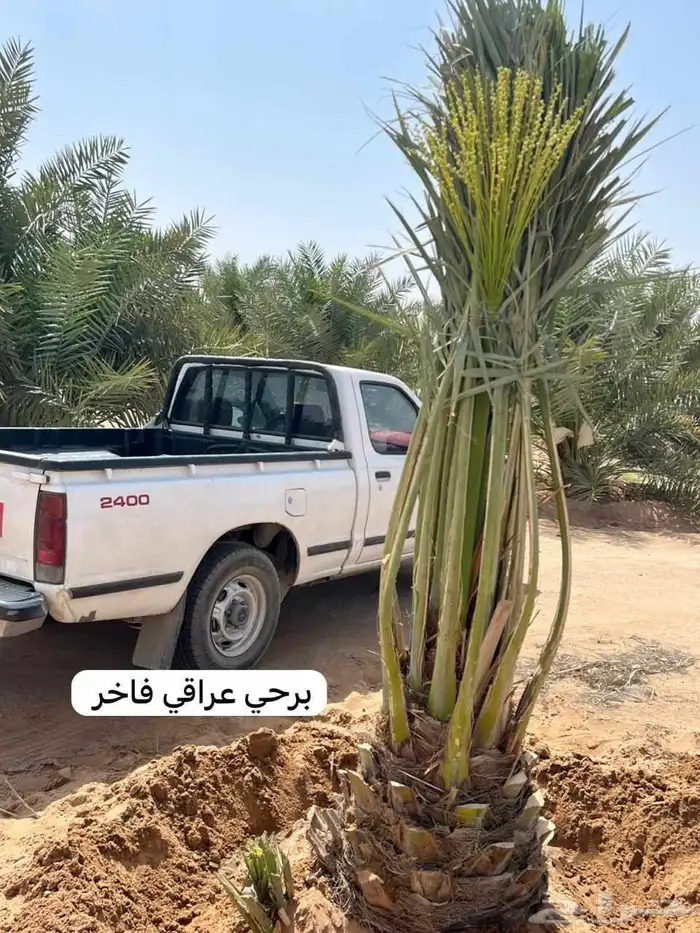 توفر نخيل باجميع انواعه ومقاسات المختلفه 7