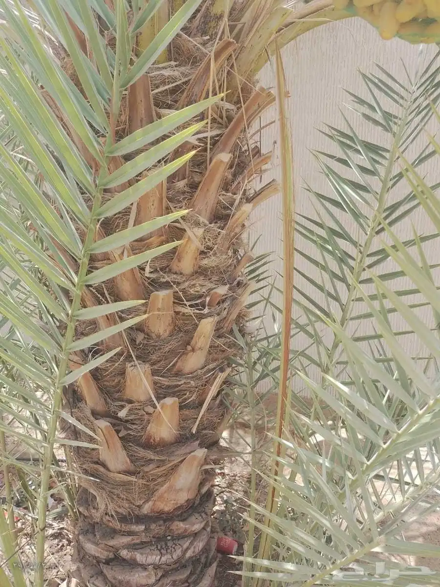 موجود عدد فسايل بياض نجران للبيع فسايل كفو 1