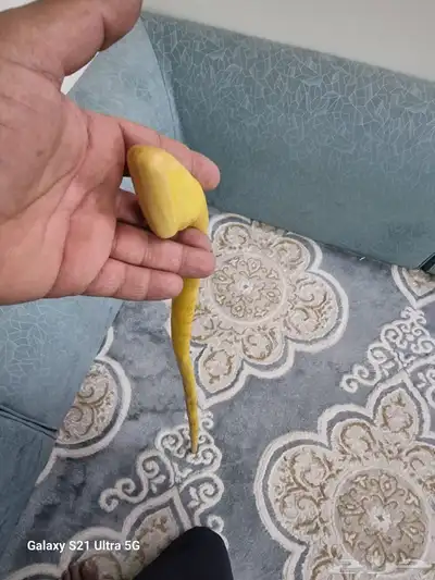 عصا شوحط مميزه جدا للبيع 0