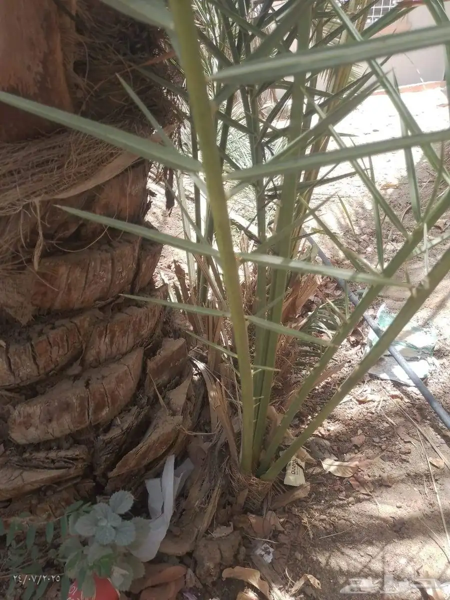 موجود عدد فسايل بياض نجران للبيع فسايل كفو 9