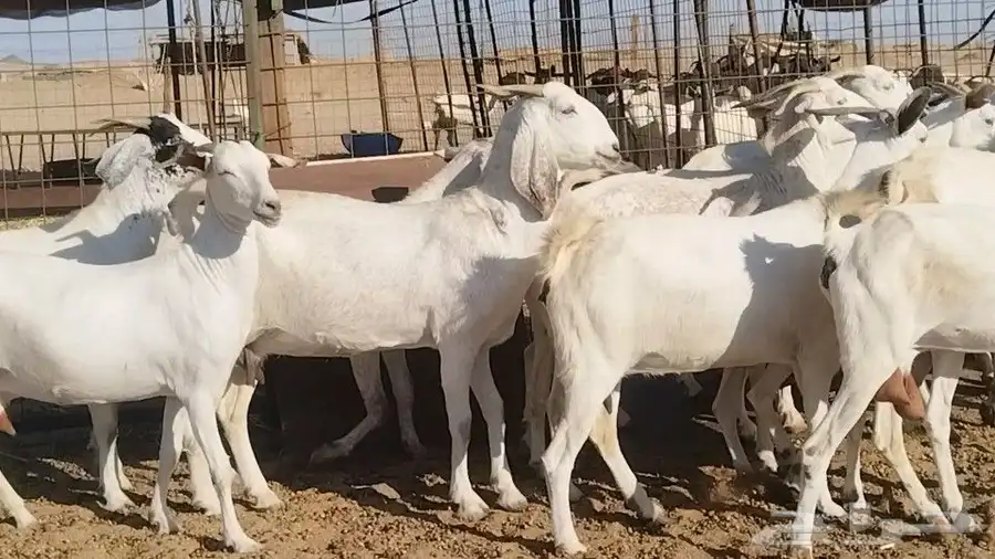 معزا بيشيات فواخر 17 بالفحل دفيع ومضاريع 6