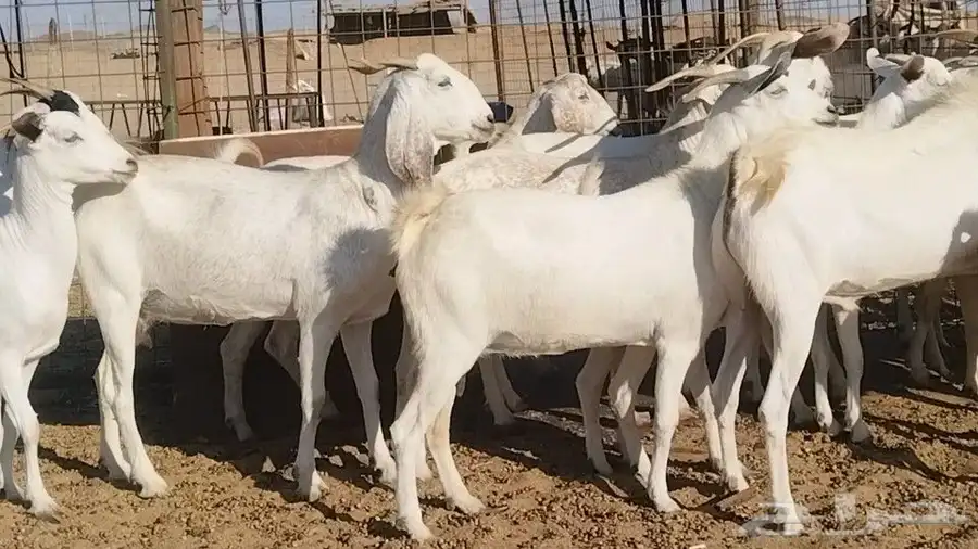 معزا بيشيات فواخر 17 بالفحل دفيع ومضاريع 3