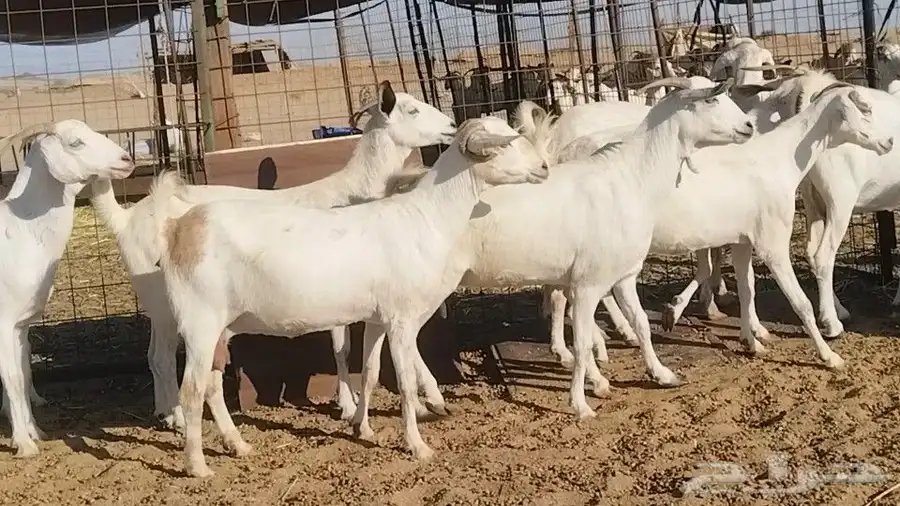 معزا بيشيات فواخر 17 بالفحل دفيع ومضاريع 0