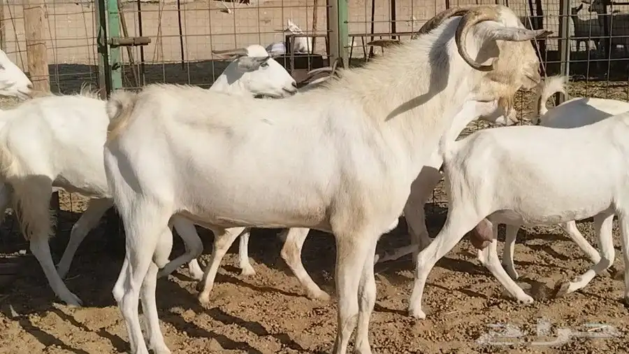 معزا بيشيات فواخر 17 بالفحل دفيع ومضاريع 5