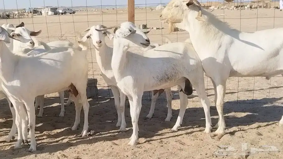 معزا بيشيات فواخر 17 بالفحل دفيع ومضاريع 2