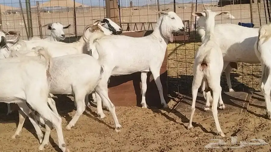 معزا بيشيات فواخر 17 بالفحل دفيع ومضاريع 4