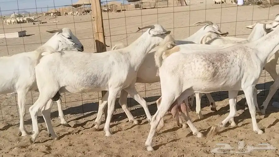 معزا بيشيات فواخر 17 بالفحل دفيع ومضاريع 11