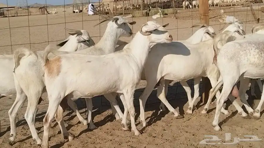 معزا بيشيات فواخر 17 بالفحل دفيع ومضاريع 10