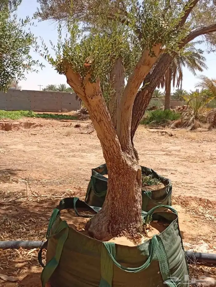 زيتون مراكن وأرض محضن 6