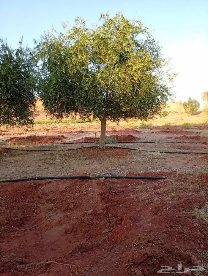 اشجار زيت زيتون 4