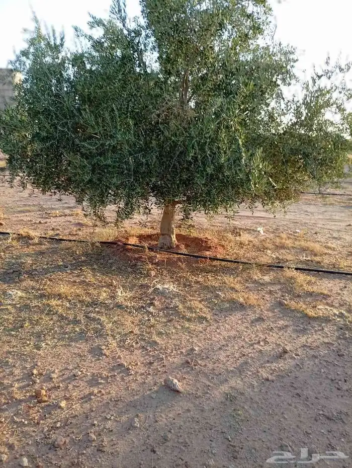 اشجار زيت زيتون 1