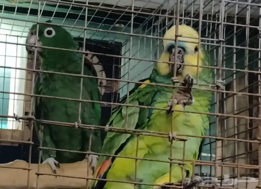 جوز امزوني مختلف 4