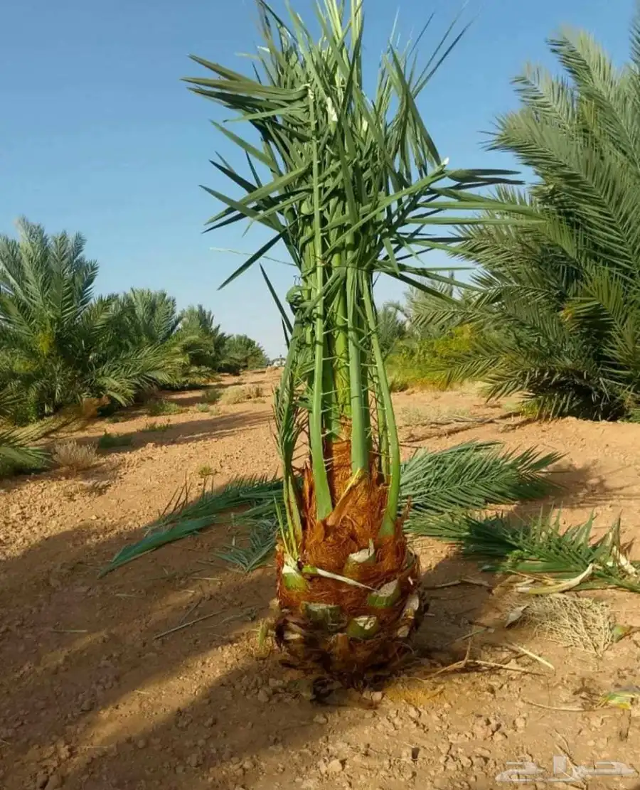 نخل للبيع مثمر خلاص سكري شيشي هلالي مجدول صقعي غر منيفي 4