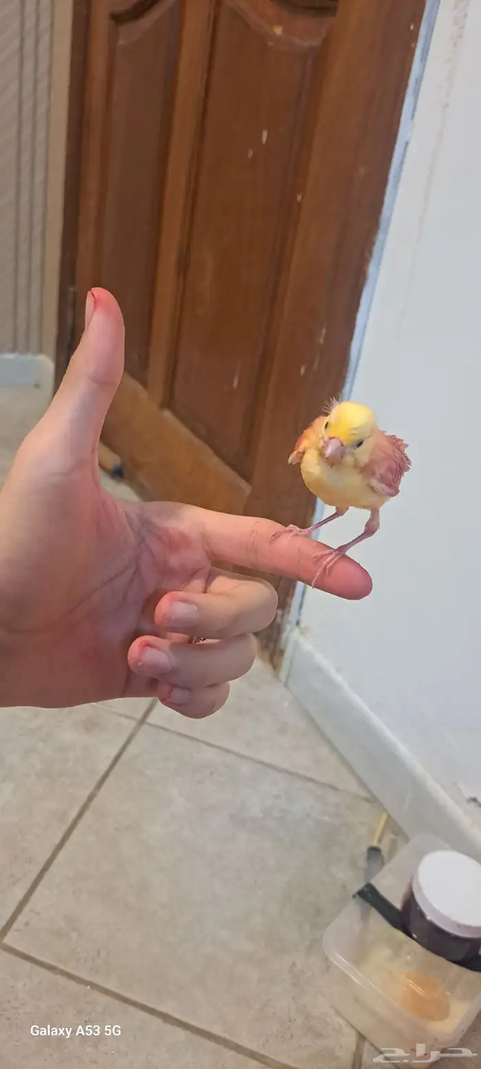 للبيع عروض جديه طيوركروان كناري بادجي 3
