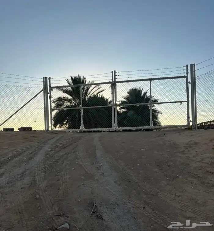 شبوك مزرع ونخيل عربي و شنطونيا 0