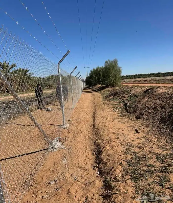 شبوك مزرع ونخيل عربي و شنطونيا 1