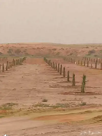 توريد وتركيب جميع انواع النخيل 2