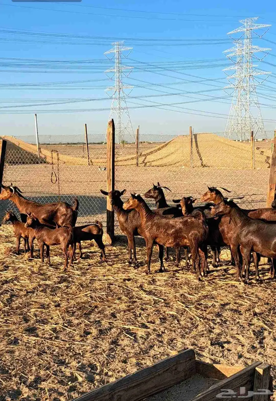 معزا محايليات دهم وغبس فواخر مولدات ودفيع عدد 10 10