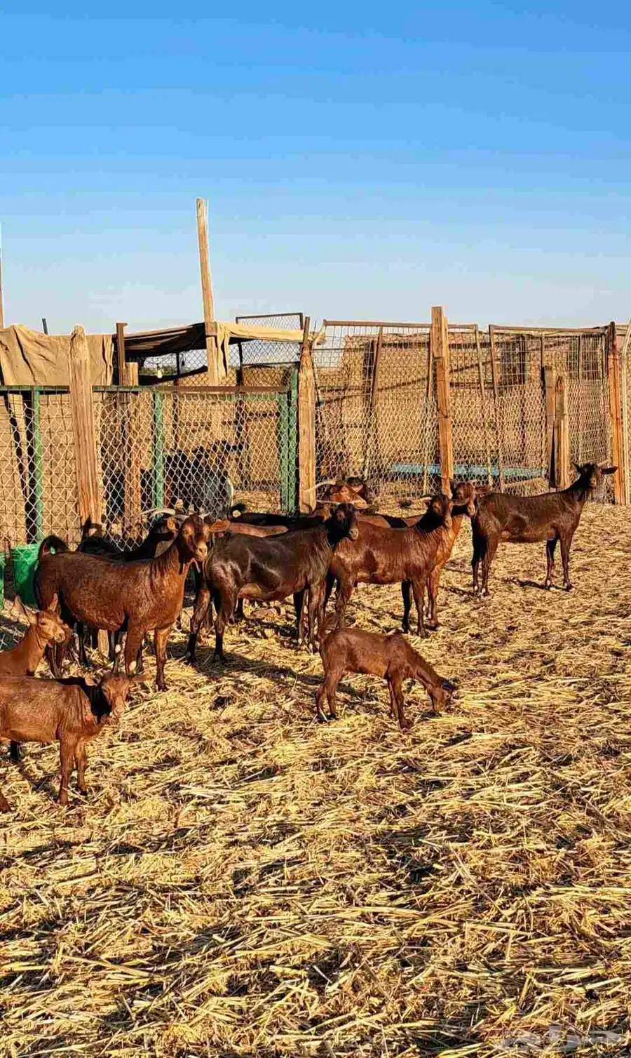 معزا محايليات دهم وغبس فواخر مولدات ودفيع عدد 10 2