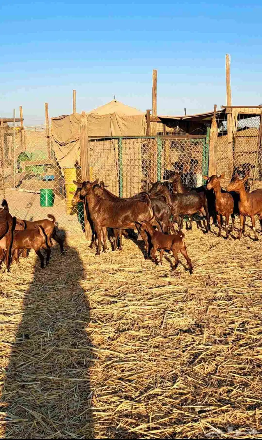 معزا محايليات دهم وغبس فواخر مولدات ودفيع عدد 10 4