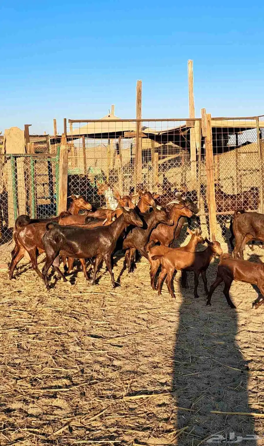 معزا محايليات دهم وغبس فواخر مولدات ودفيع عدد 10 5