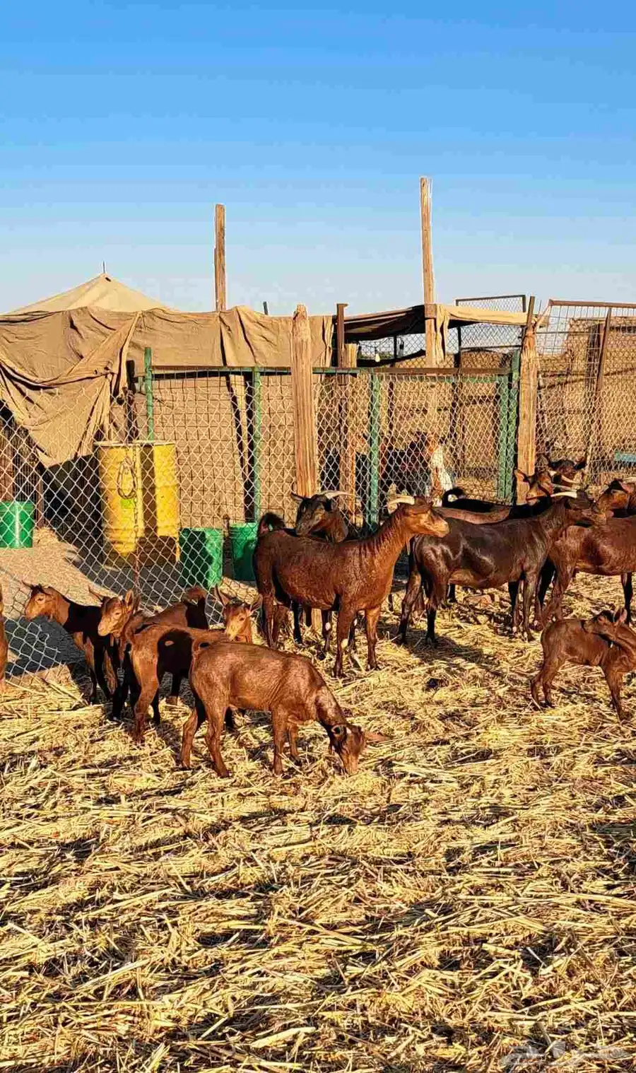 معزا محايليات دهم وغبس فواخر مولدات ودفيع عدد 10 7