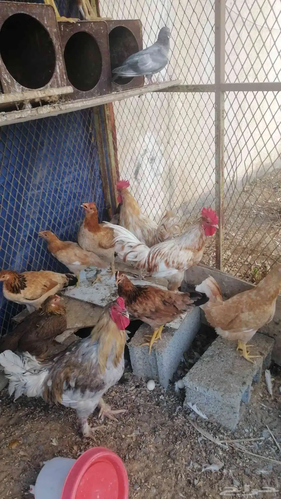 دجاج وا ديوك بياض ماشاءالله تبارك الله الصحه جيده 0