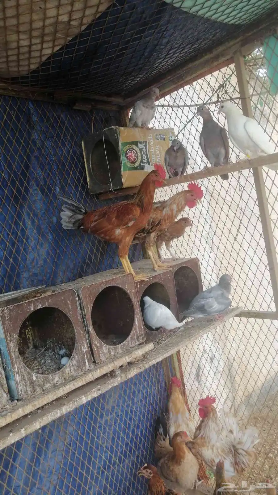 دجاج وا ديوك بياض ماشاءالله تبارك الله الصحه جيده 3