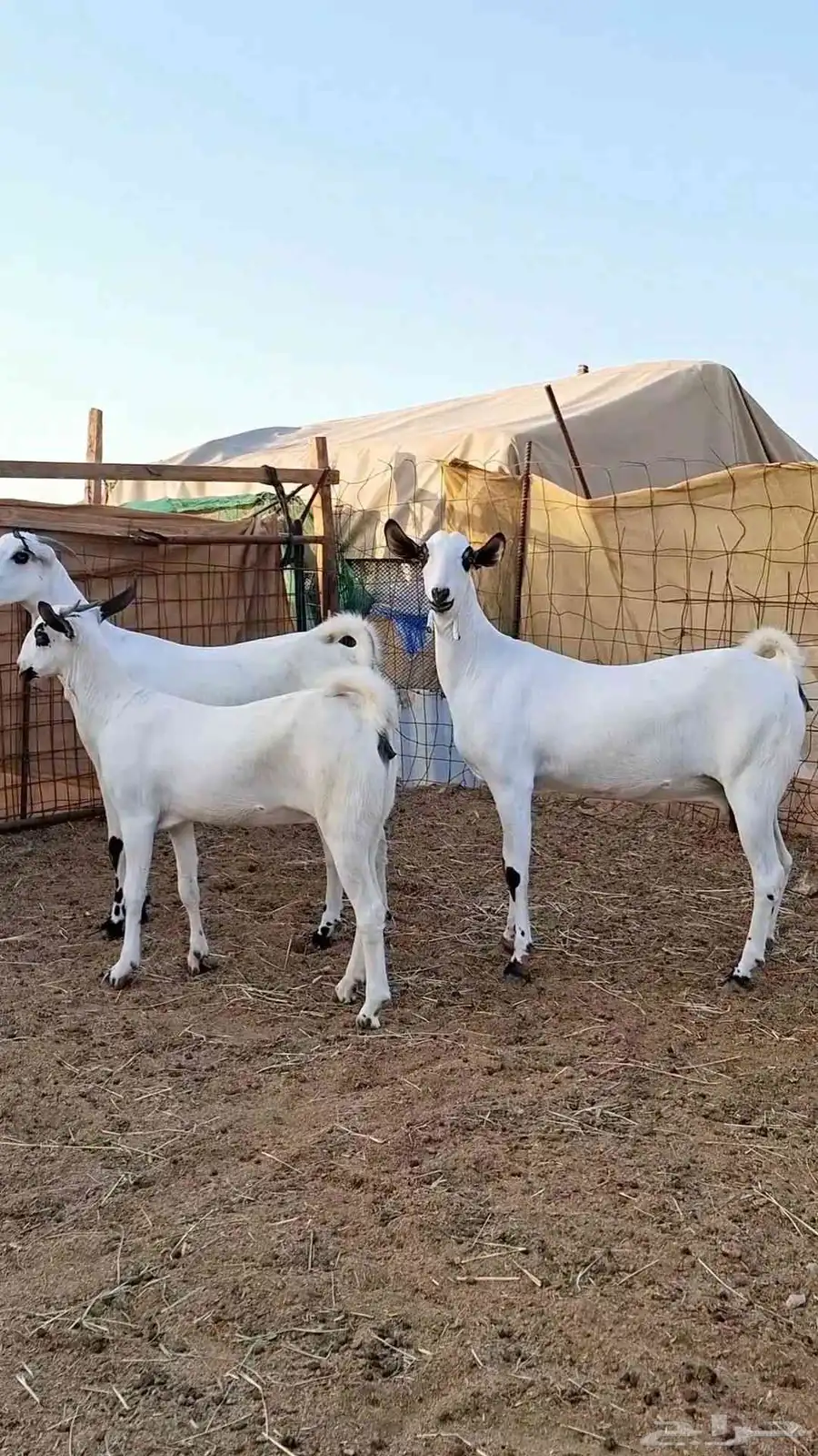 ثلاث جفااار بيشيات صنف الصنف 0