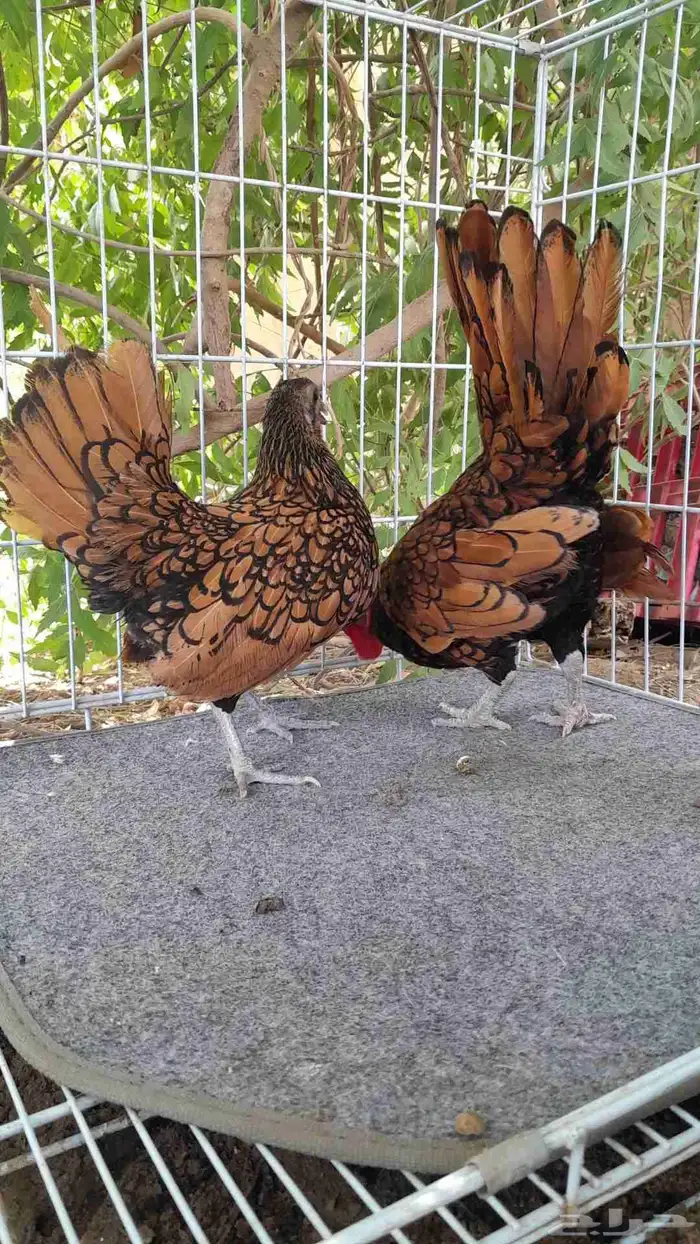دجاج سبرايت نحاسي 2