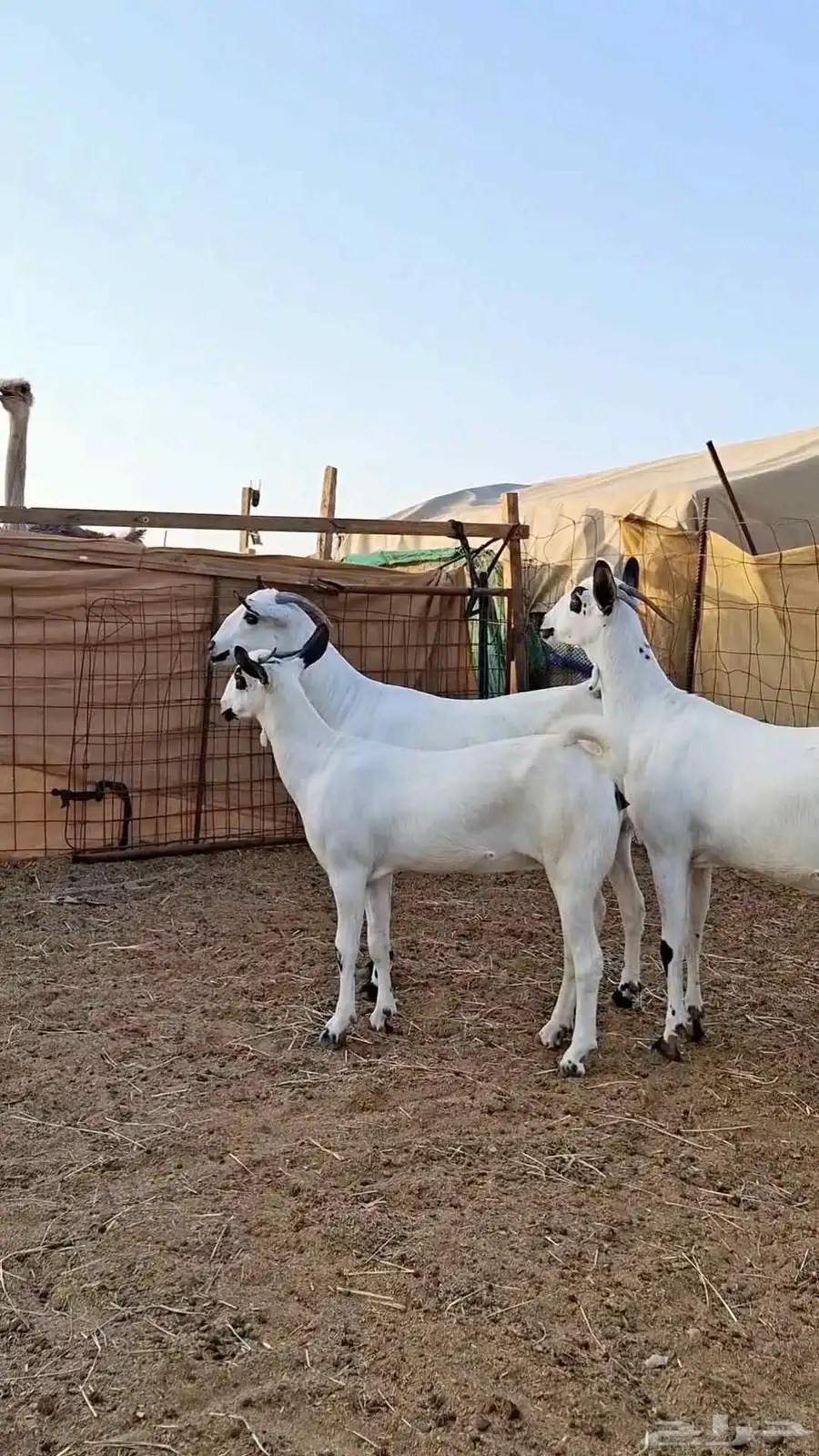 ثلاث جفااار بيشيات صنف الصنف 2