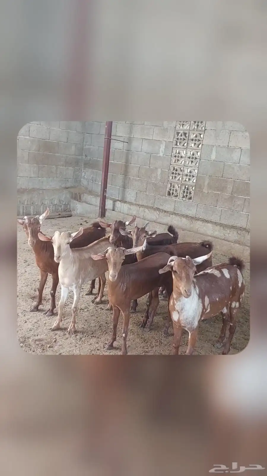 جفار ماعز دهم وبهر تأسيس مراح 0