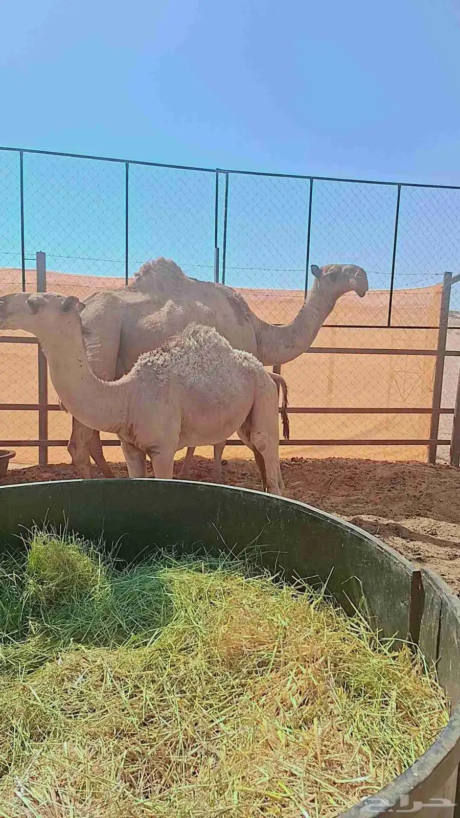 الصفرا الطيبه اللي معها قعود ابو خمس شهور 0