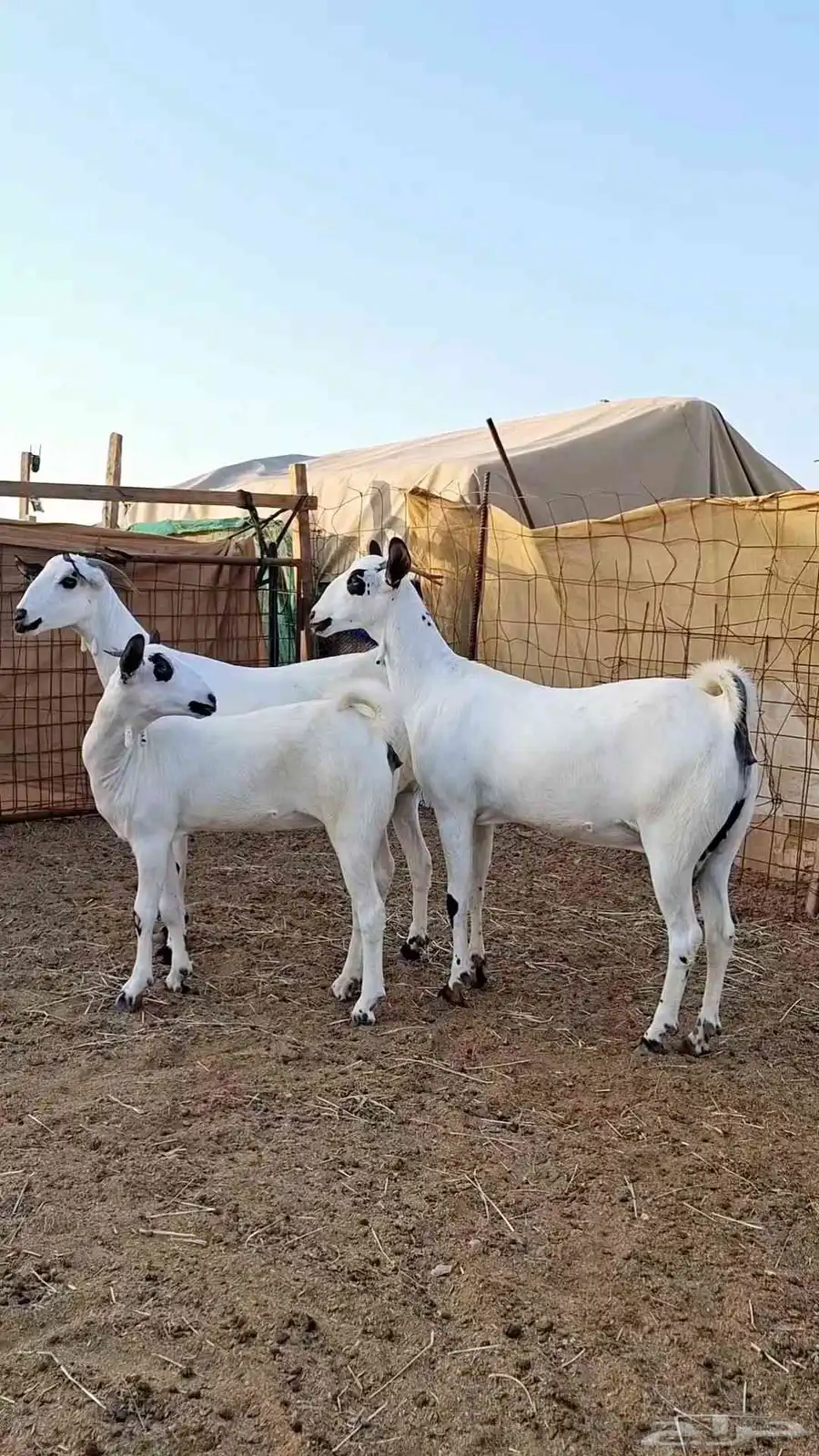 ثلاث جفااار بيشيات صنف الصنف 1