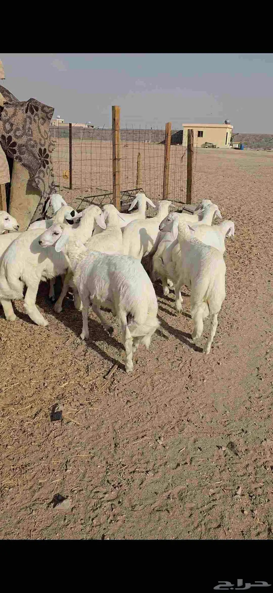 13 طليان ورخال اطراف وشعره رقم 1 بالقاعه 1