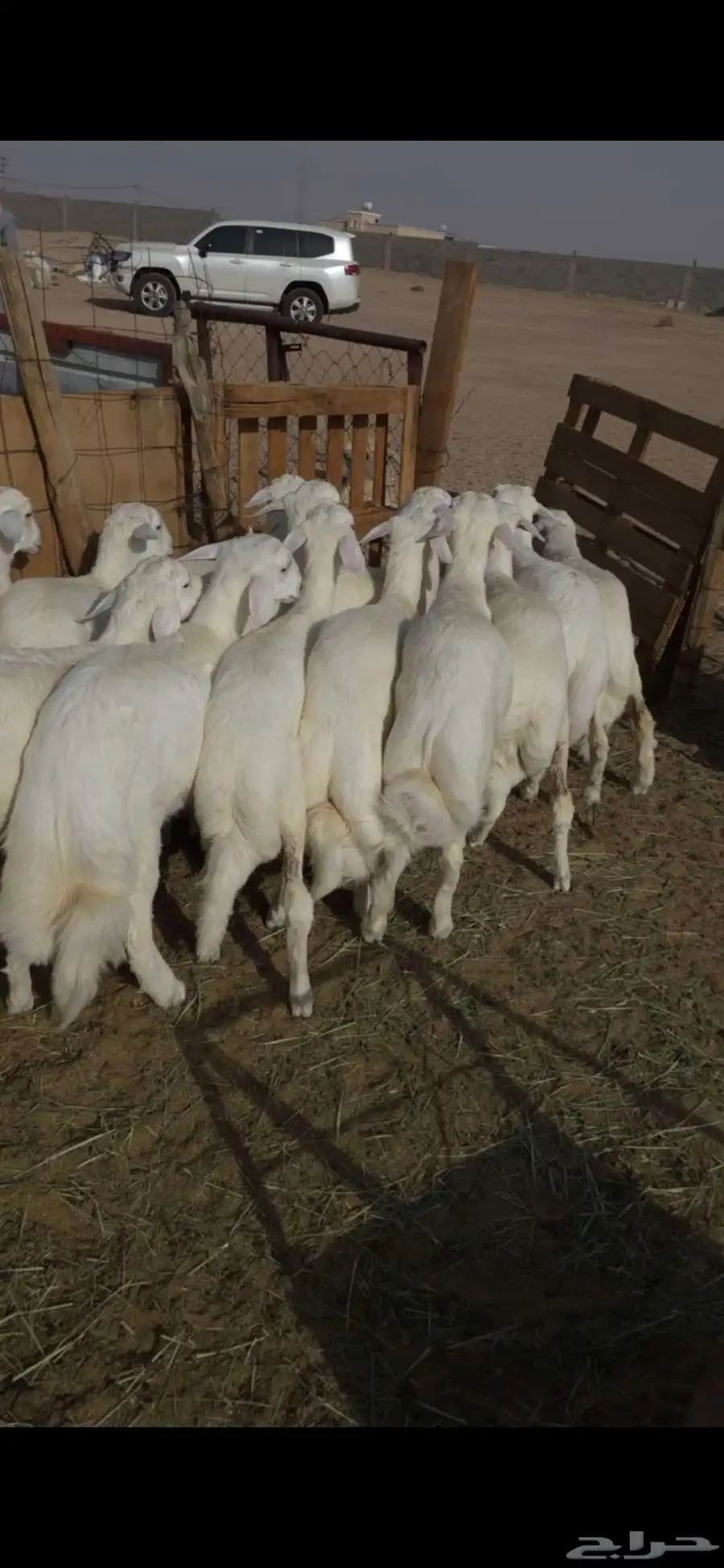 13 طليان ورخال اطراف وشعره رقم 1 بالقاعه 0