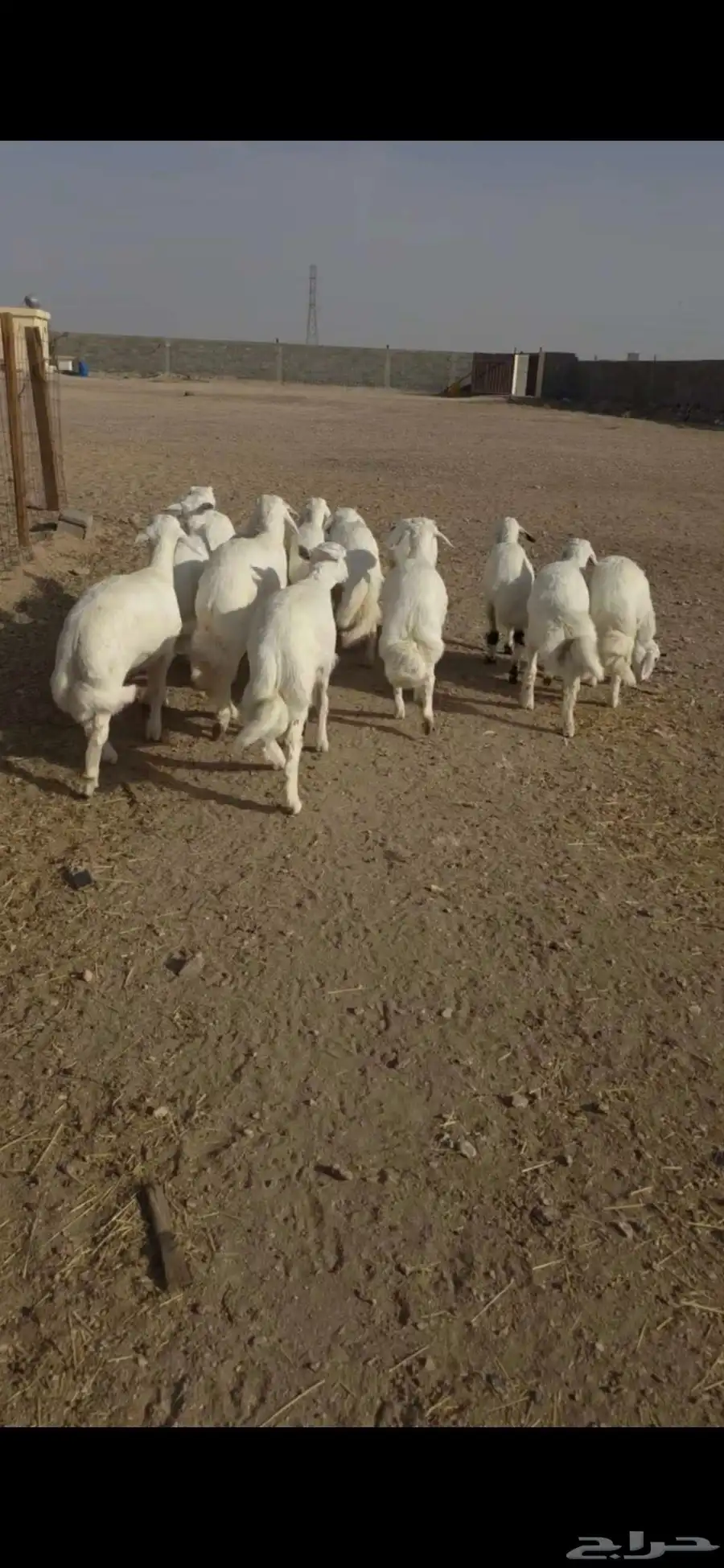 13 طليان ورخال اطراف وشعره رقم 1 بالقاعه 3