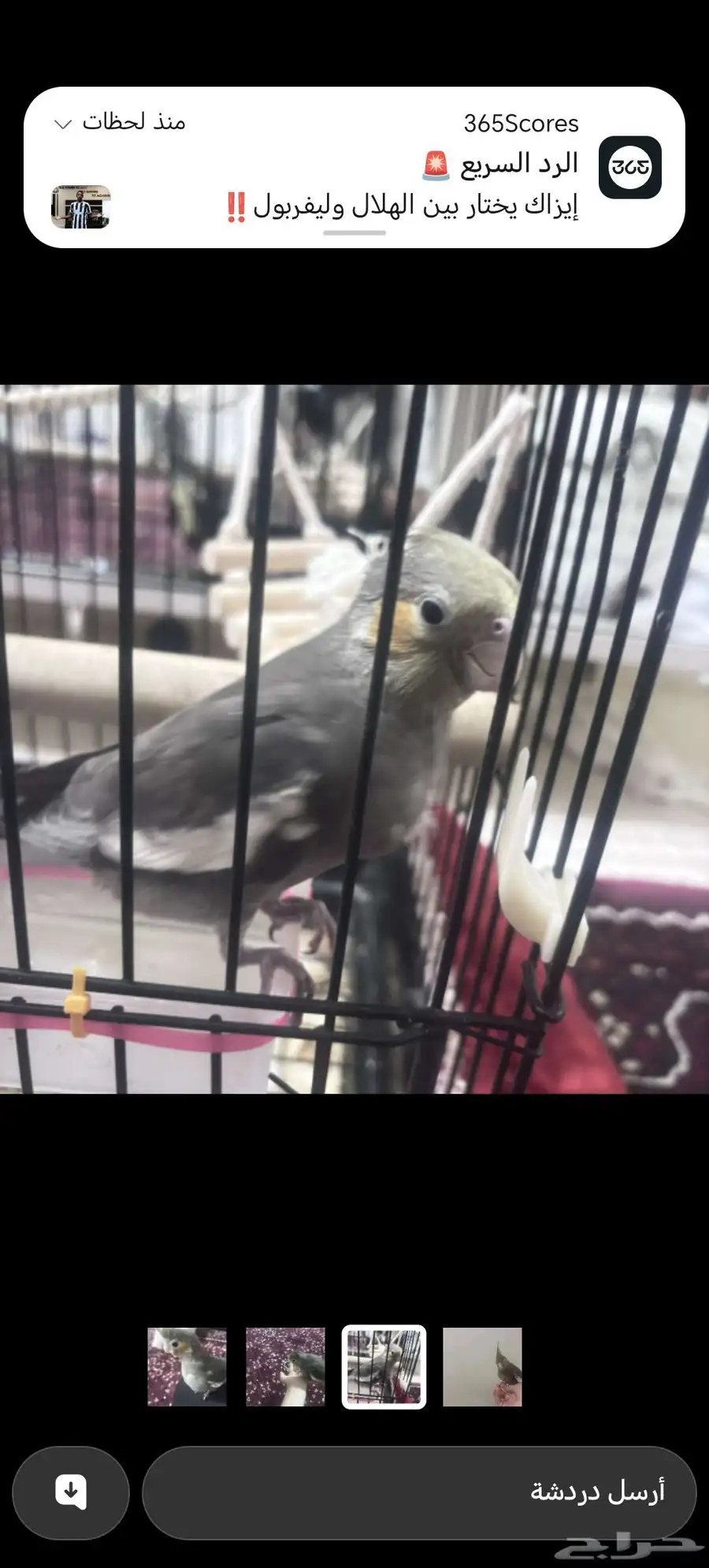 طير كروان اسم فلاي حاله جيدا اليف العمر شهرين نشيط يطير زين 3