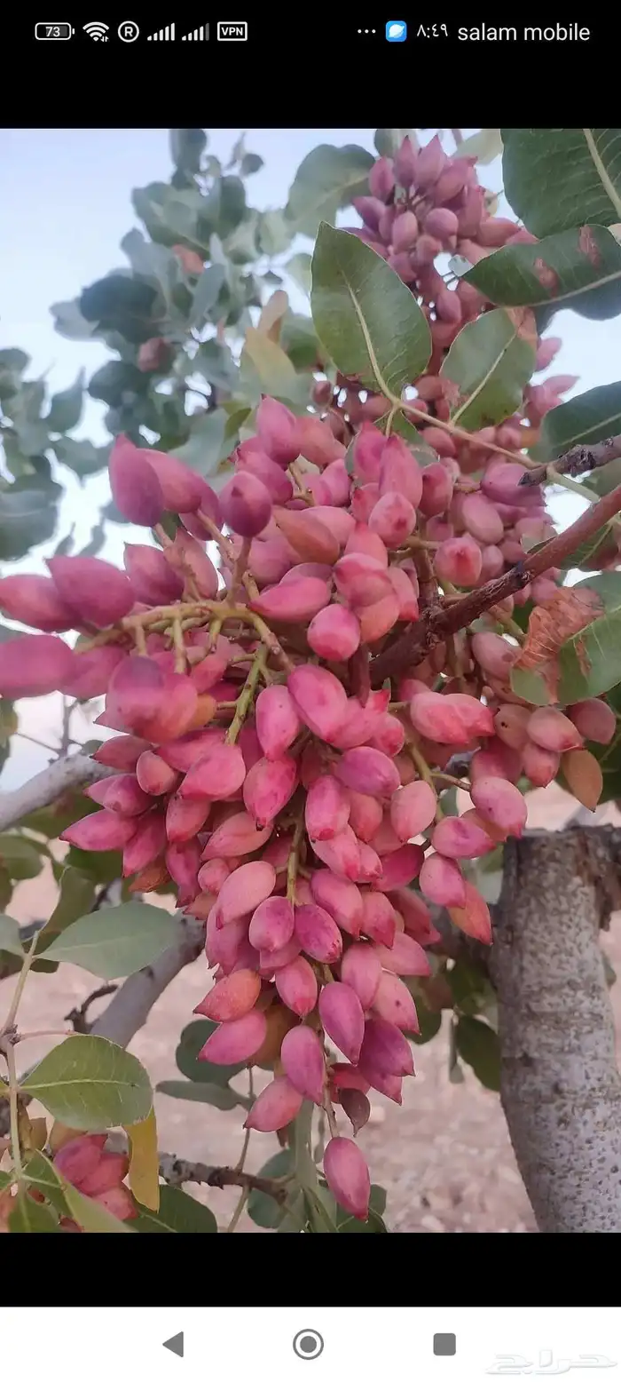 فريم ارت للطباعه والاعلان 5