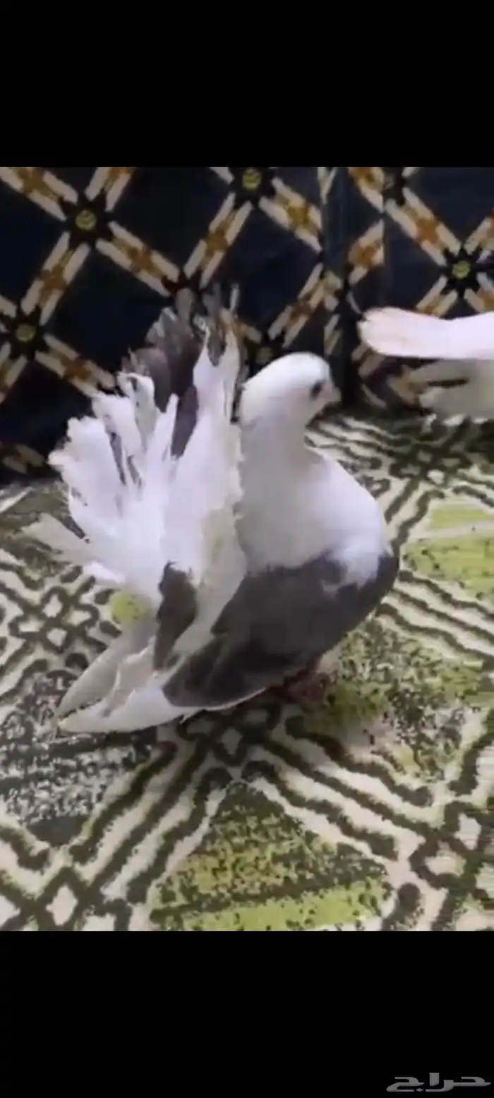 حمام هزازي 0
